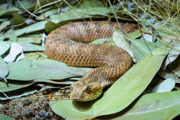 Image of Common Death Adder