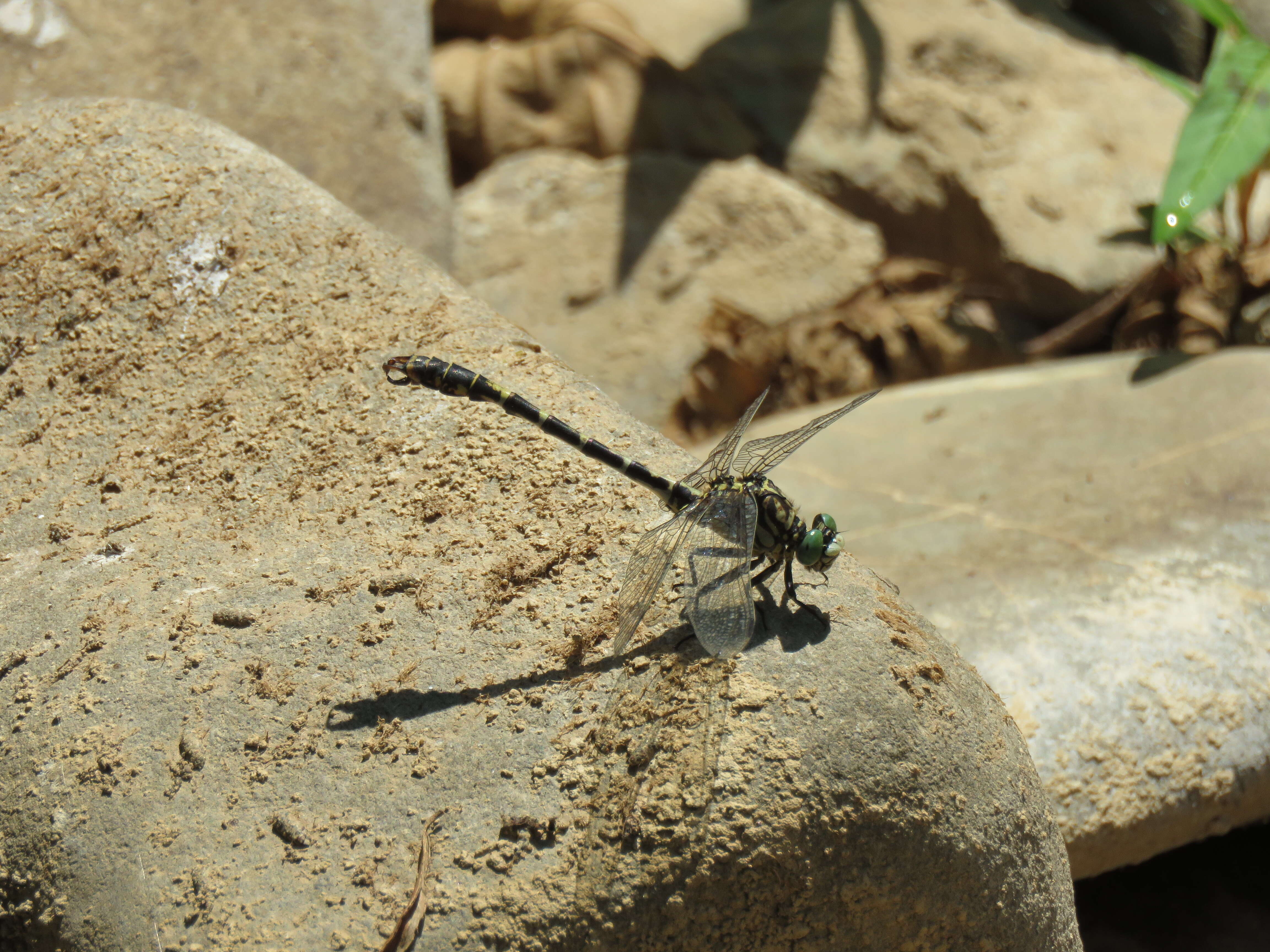 Image of Green-eyed Hooktail