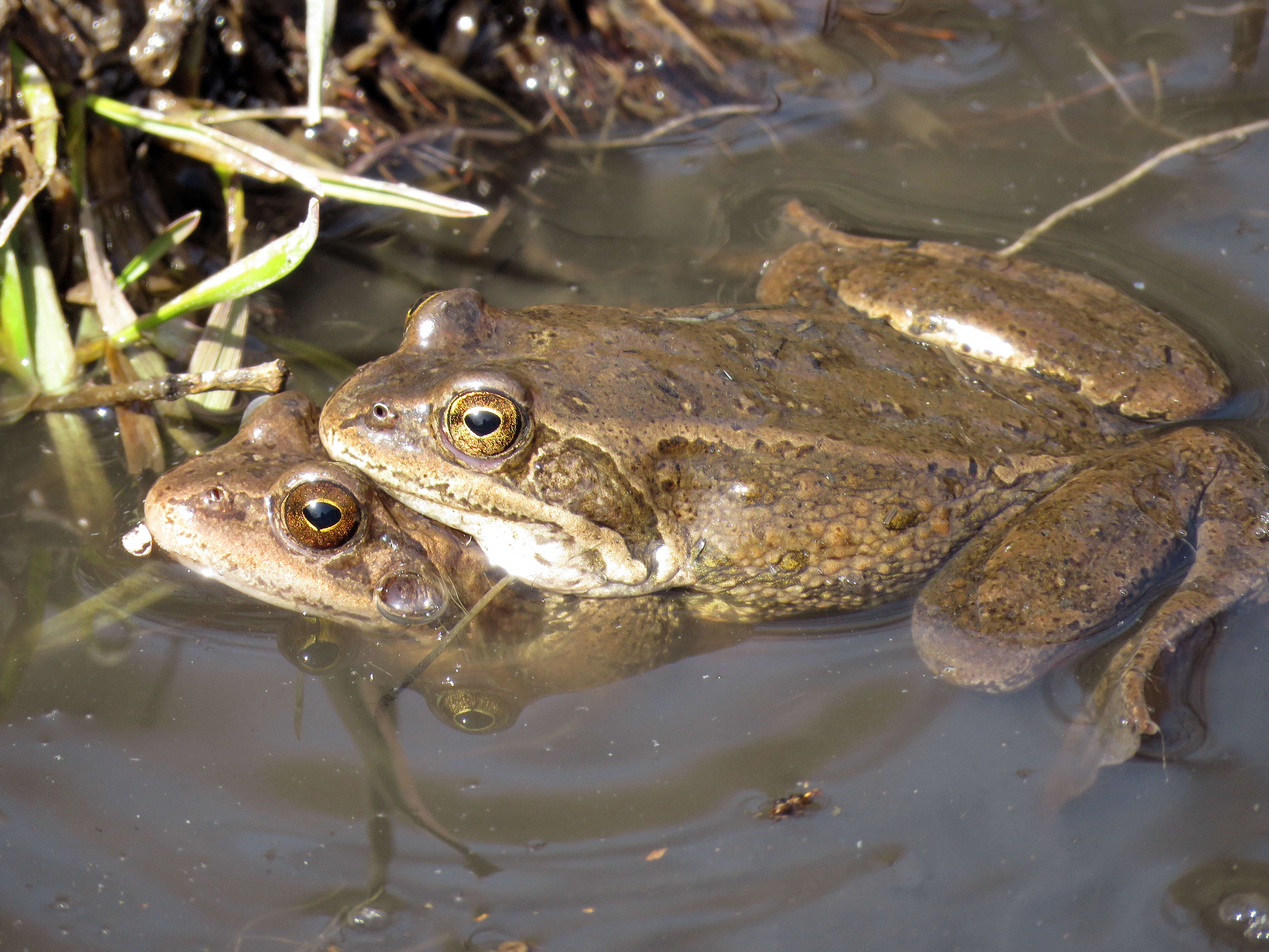 Image of Rana macrocnemis