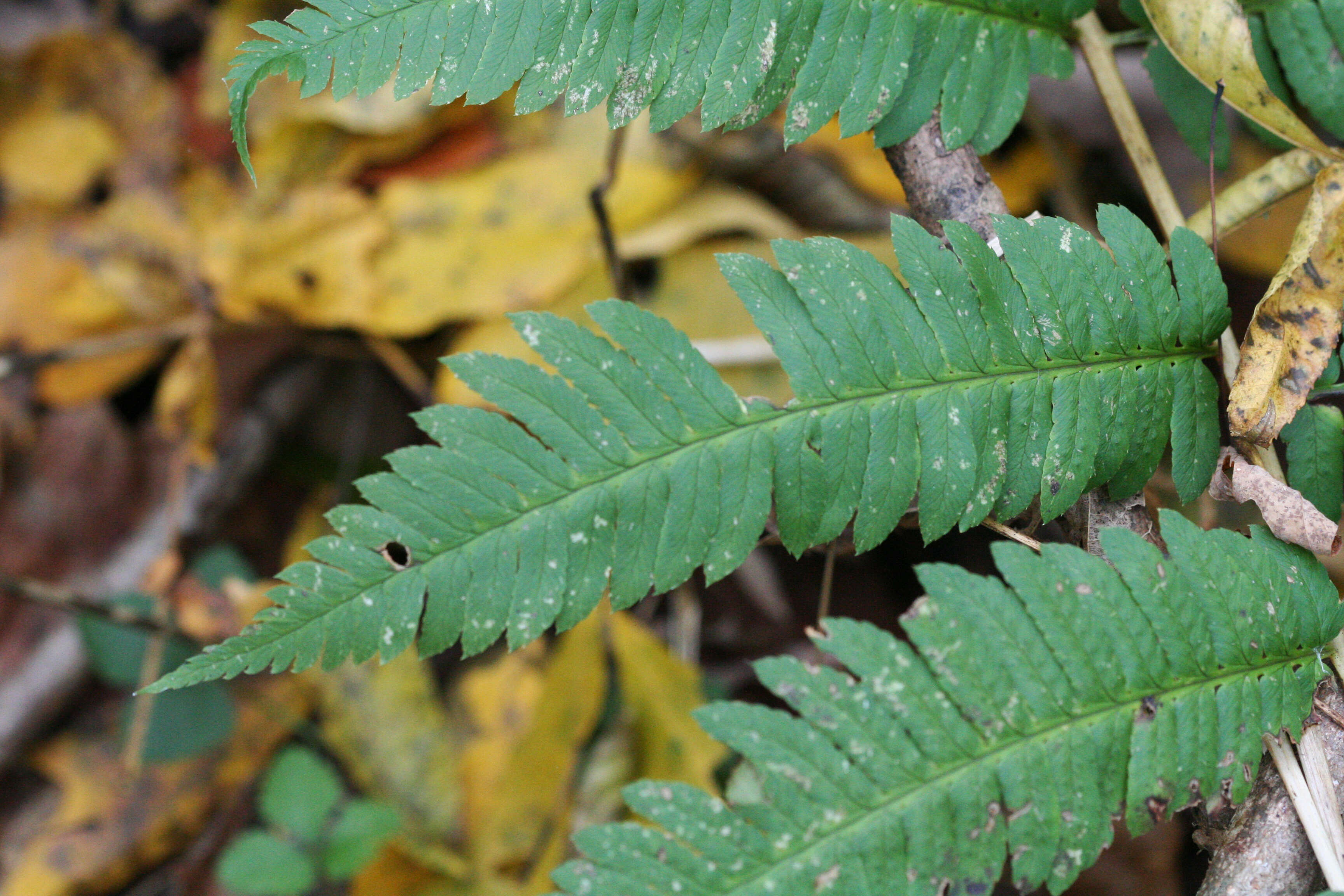 Image of Dryopteris goldieana