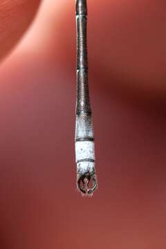 صورة Lestes unguiculatus Hagen 1861