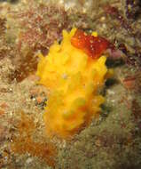 صورة Polymastia boletiformis (Lamarck 1815)