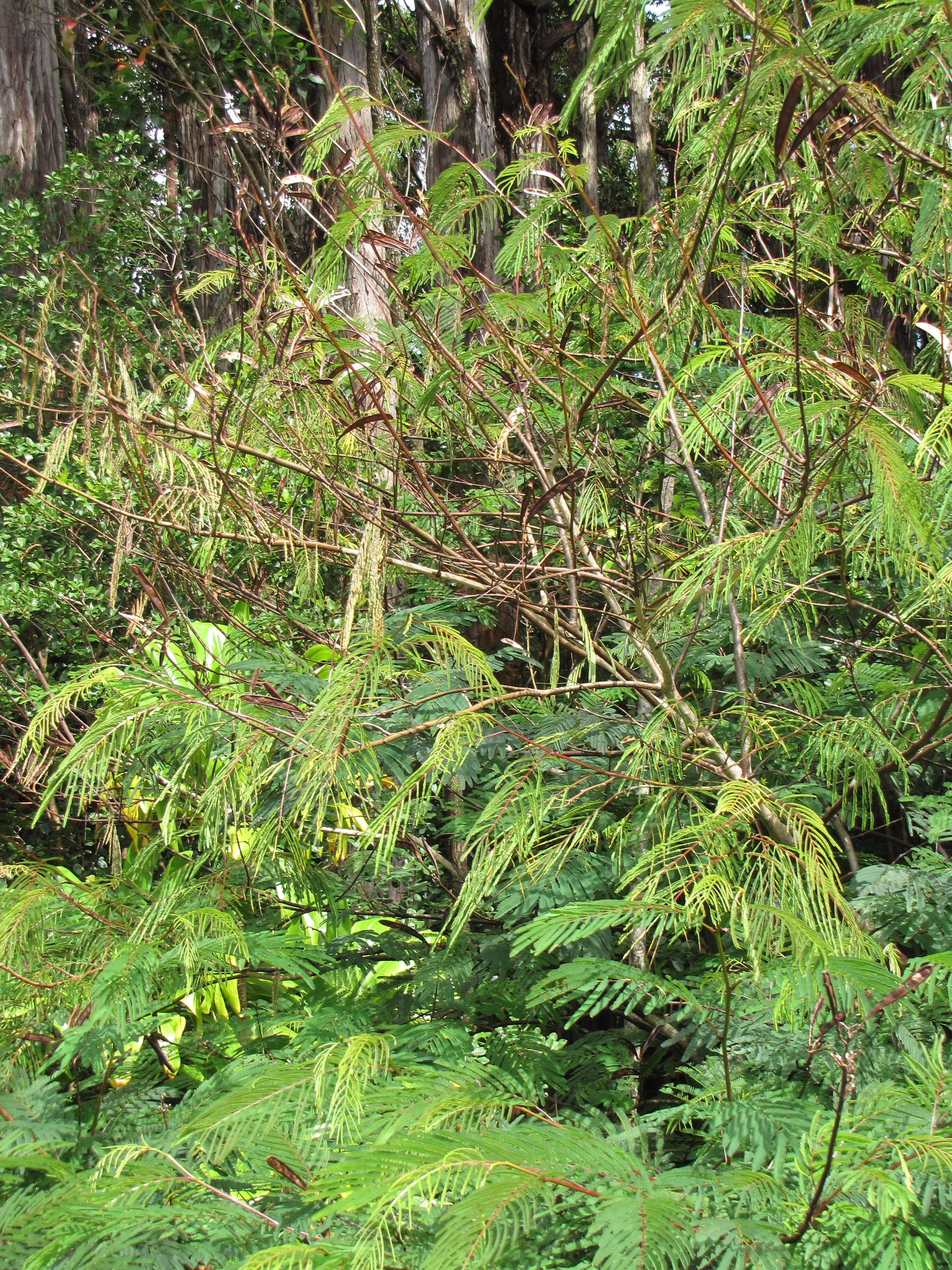 Image de Calliandra houstoniana (Mill.) Standl.