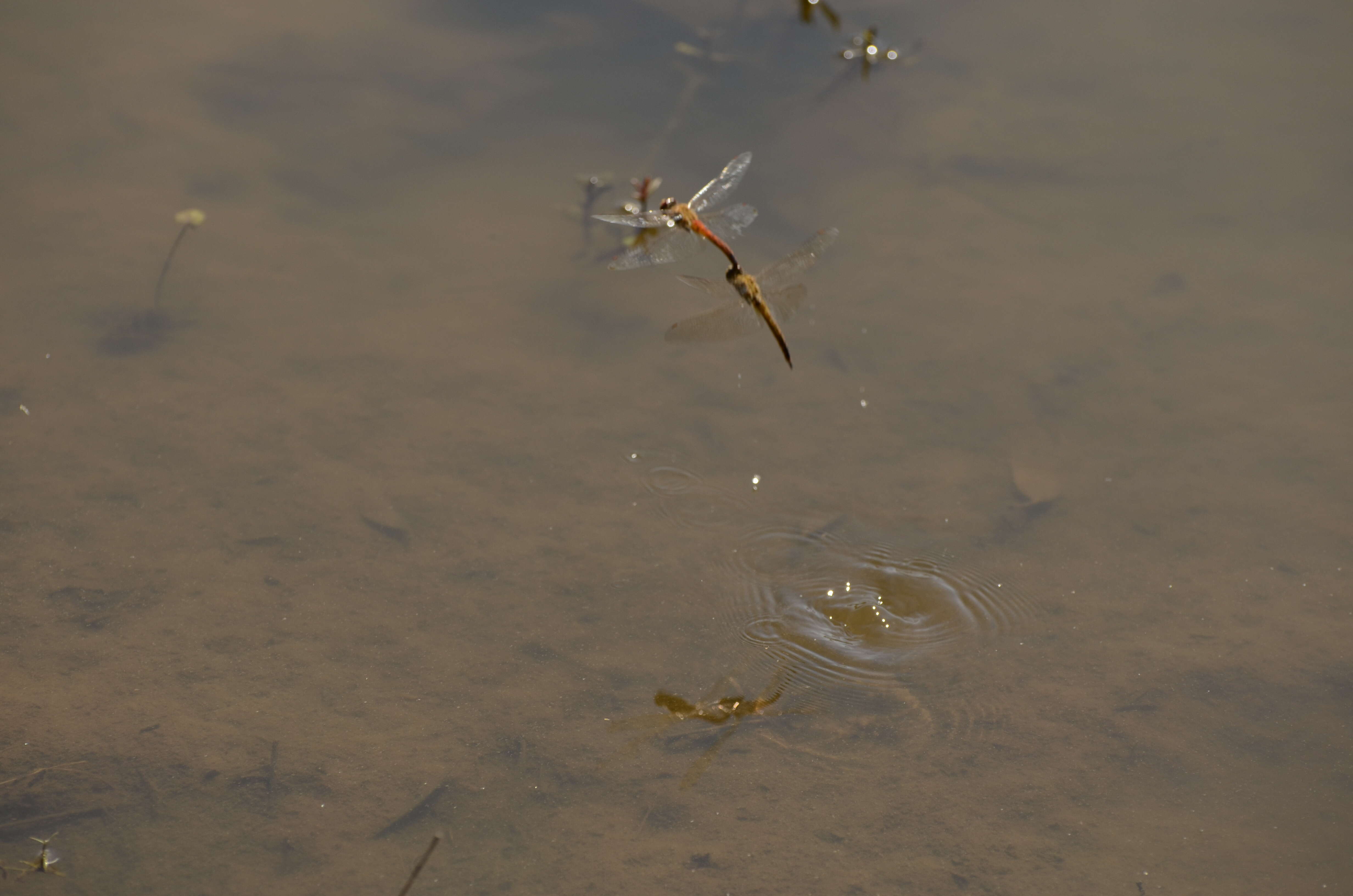 Image of Rainpool Gliders