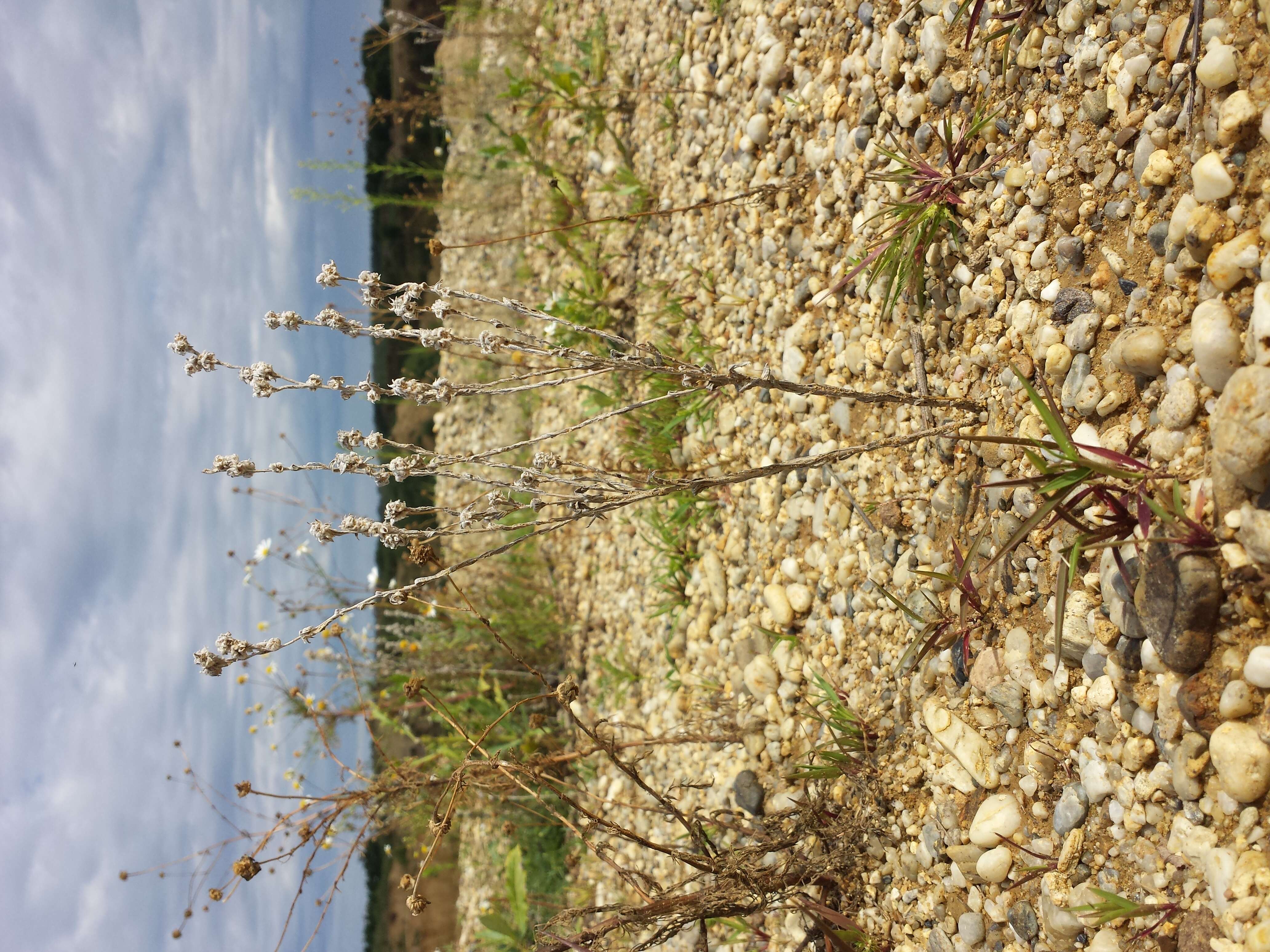 Image of field cudweed