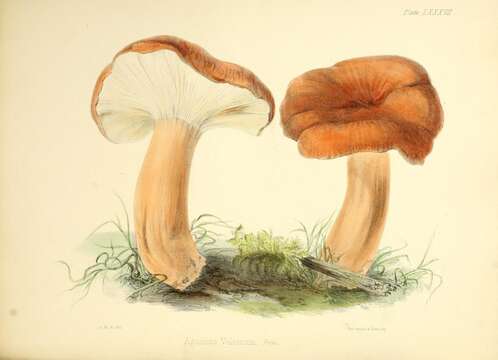 Image of Tawny Milkcap