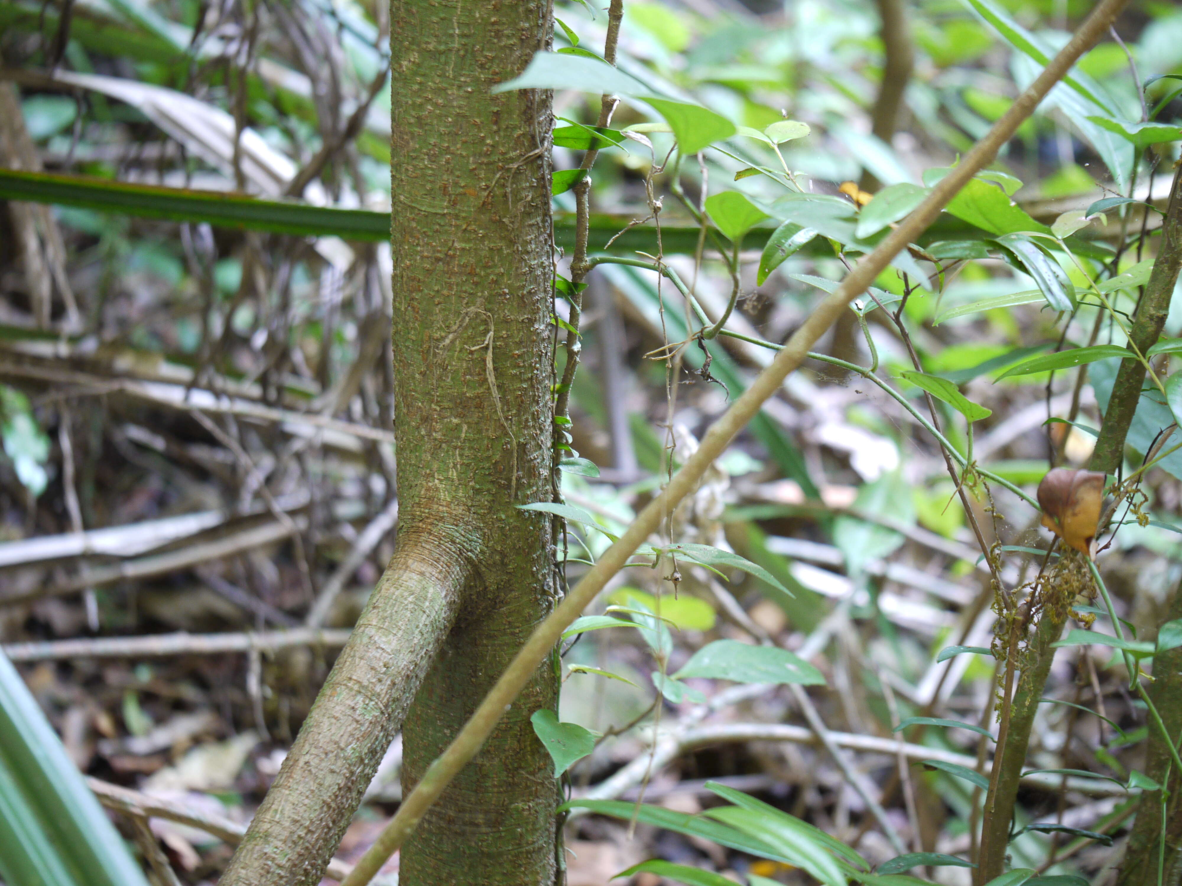 Image de Virola surinamensis (Rolander) Warb.