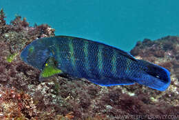 Image de Thalassoma septemfasciatum Scott 1959