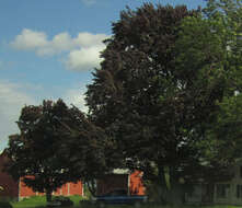 Image of Norway Maple