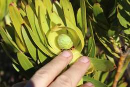 Image de Leucadendron laureolum (Lam.) Fourc.