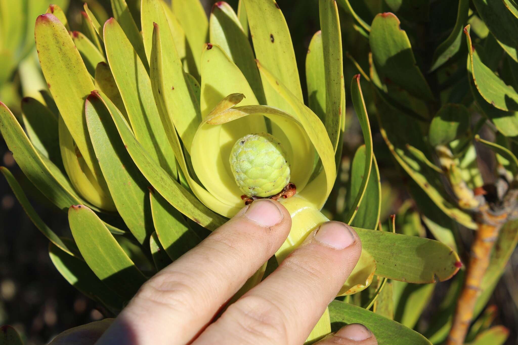 Image de Leucadendron laureolum (Lam.) Fourc.