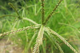 Eleusine indica (L.) Gaertn. resmi