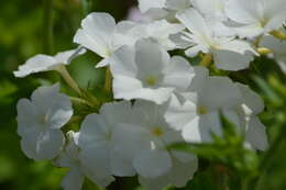 Image of annual phlox