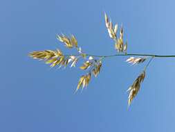 Image of Creeping Soft Grass