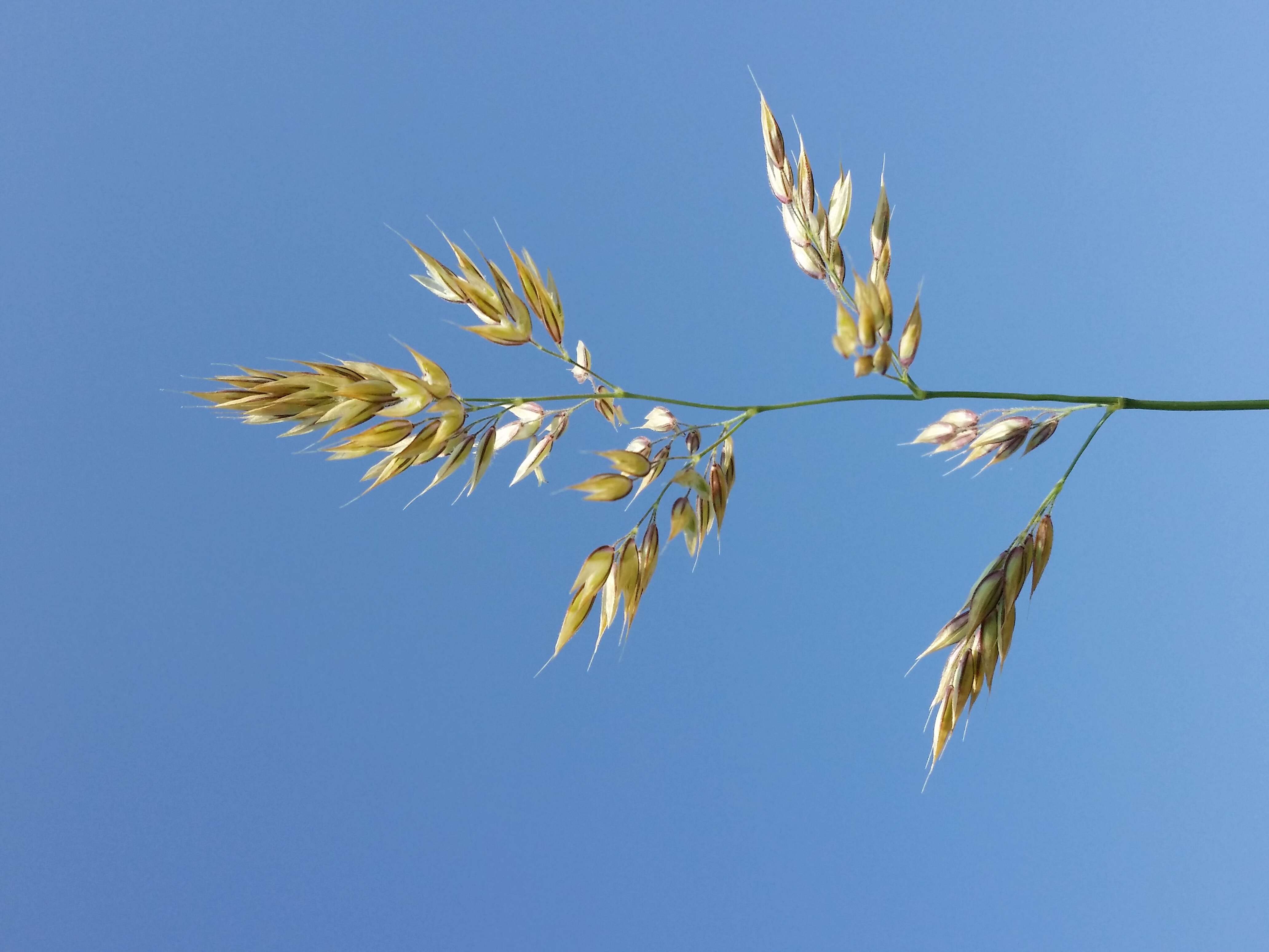 Image of Creeping Soft Grass