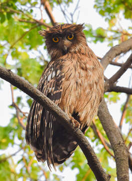 Image of Brown Fish Owl