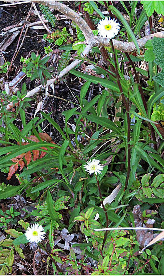 Image of Symphyotrichum vahlii (Gaud.) G. L. Nesom