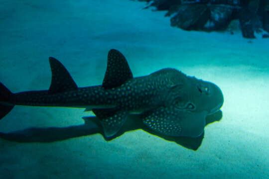 Image of bowmouth guitarfish