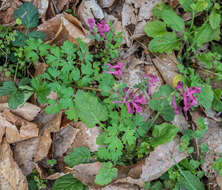 Plancia ëd Corydalis solida (L.) Clairv.