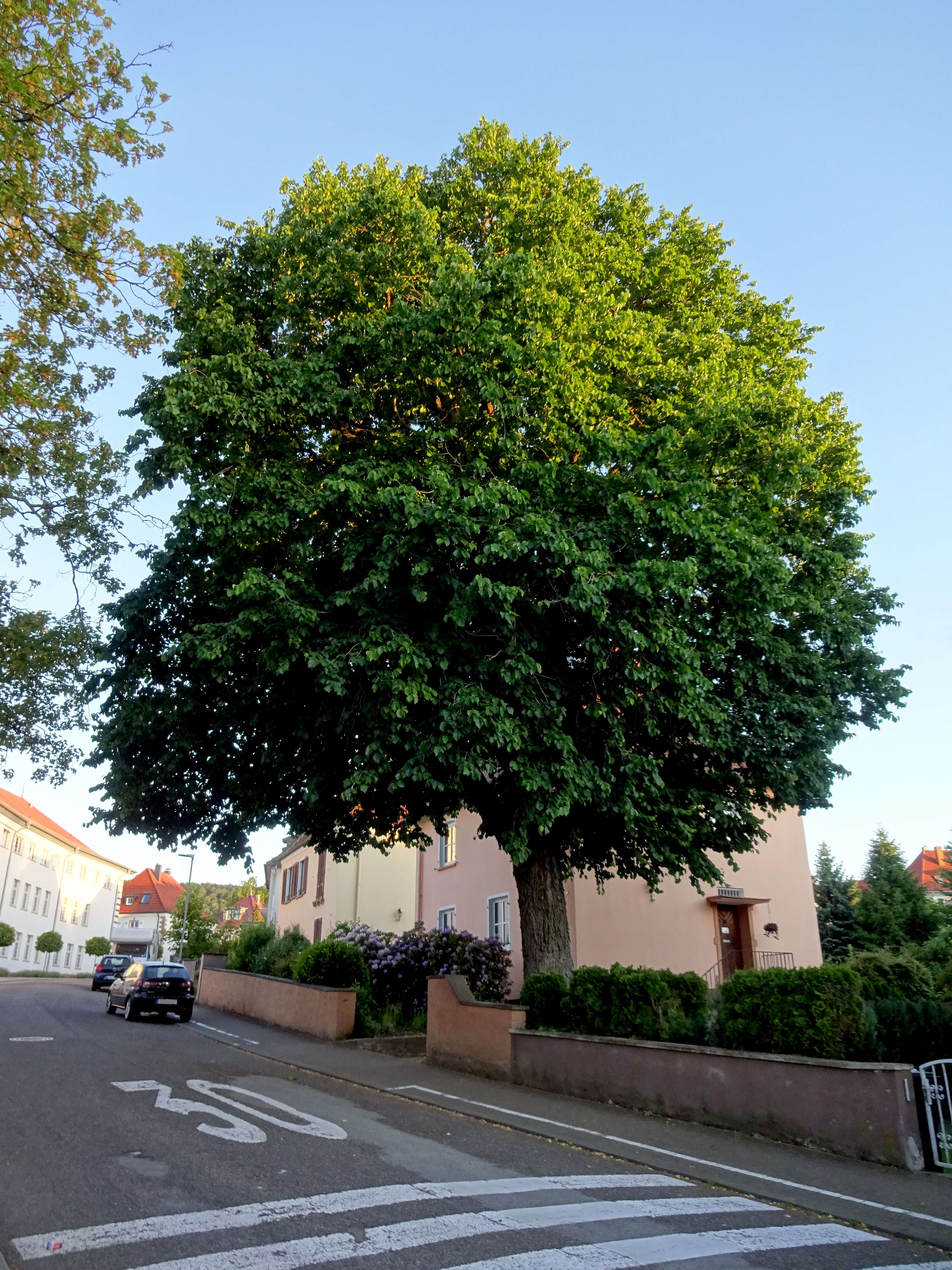 Image of Turkish Hazel