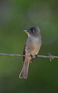 Image of Cuban Pewee