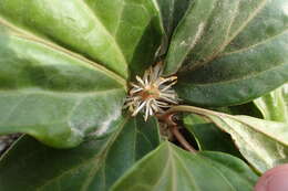 Image of Pachysandra axillaris Franch.