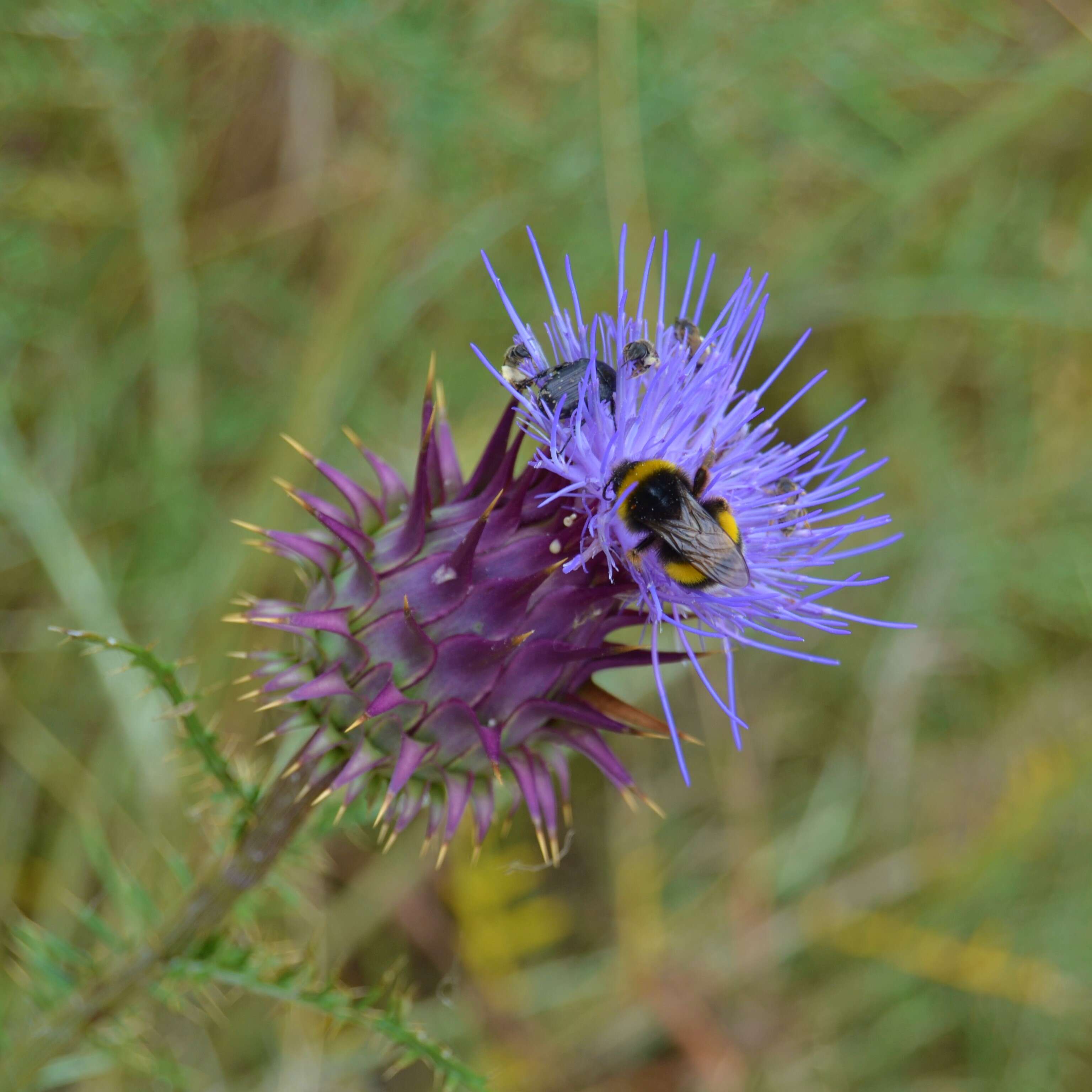 Image of Cynara humilis L.