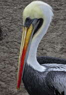 Image of Peruvian Pelican