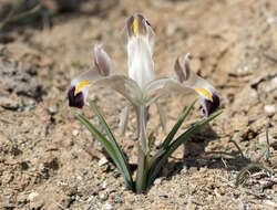 Image of Persian Iris