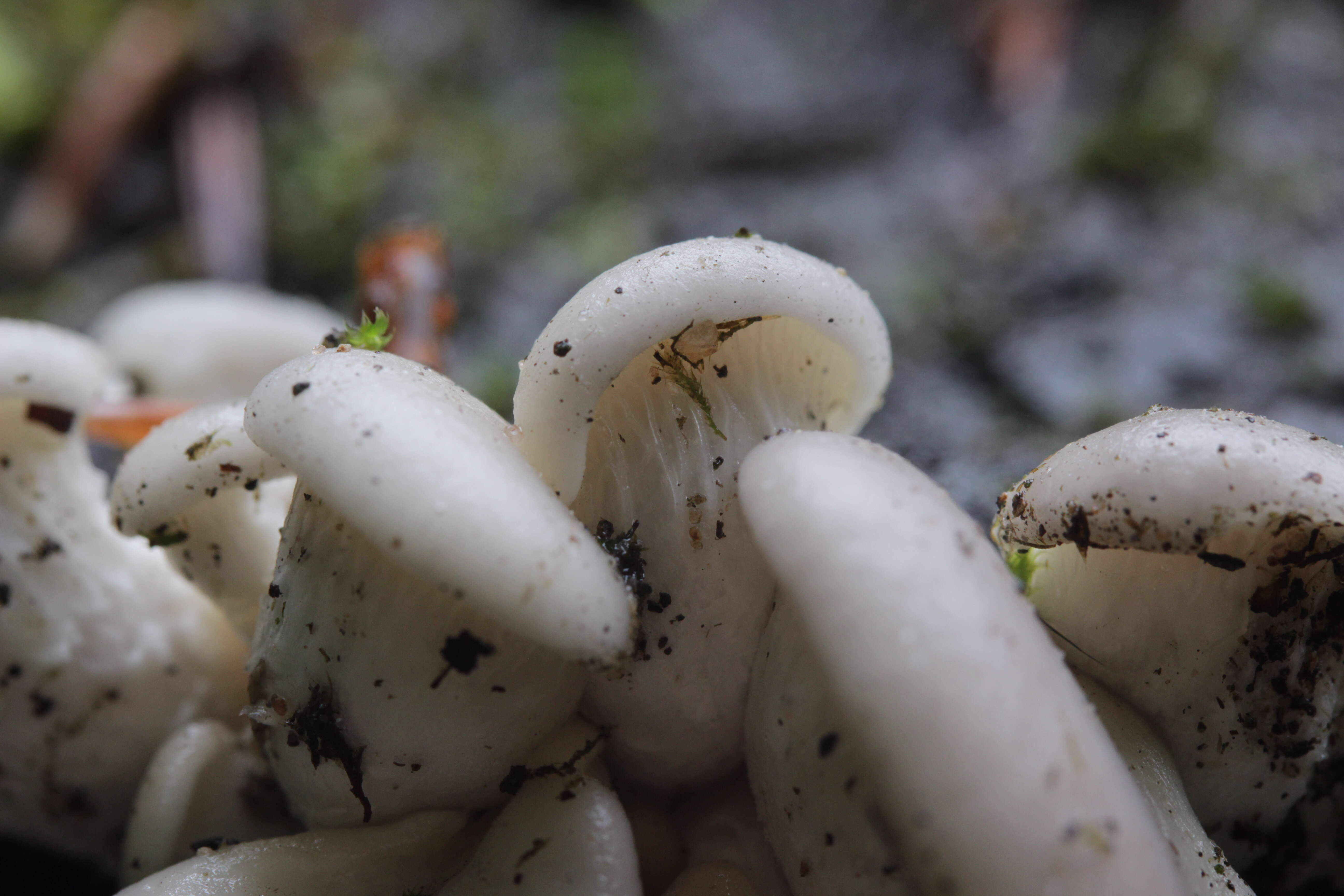 Image of Pleurotus ostreatus (Jacq.) P. Kumm. 1871