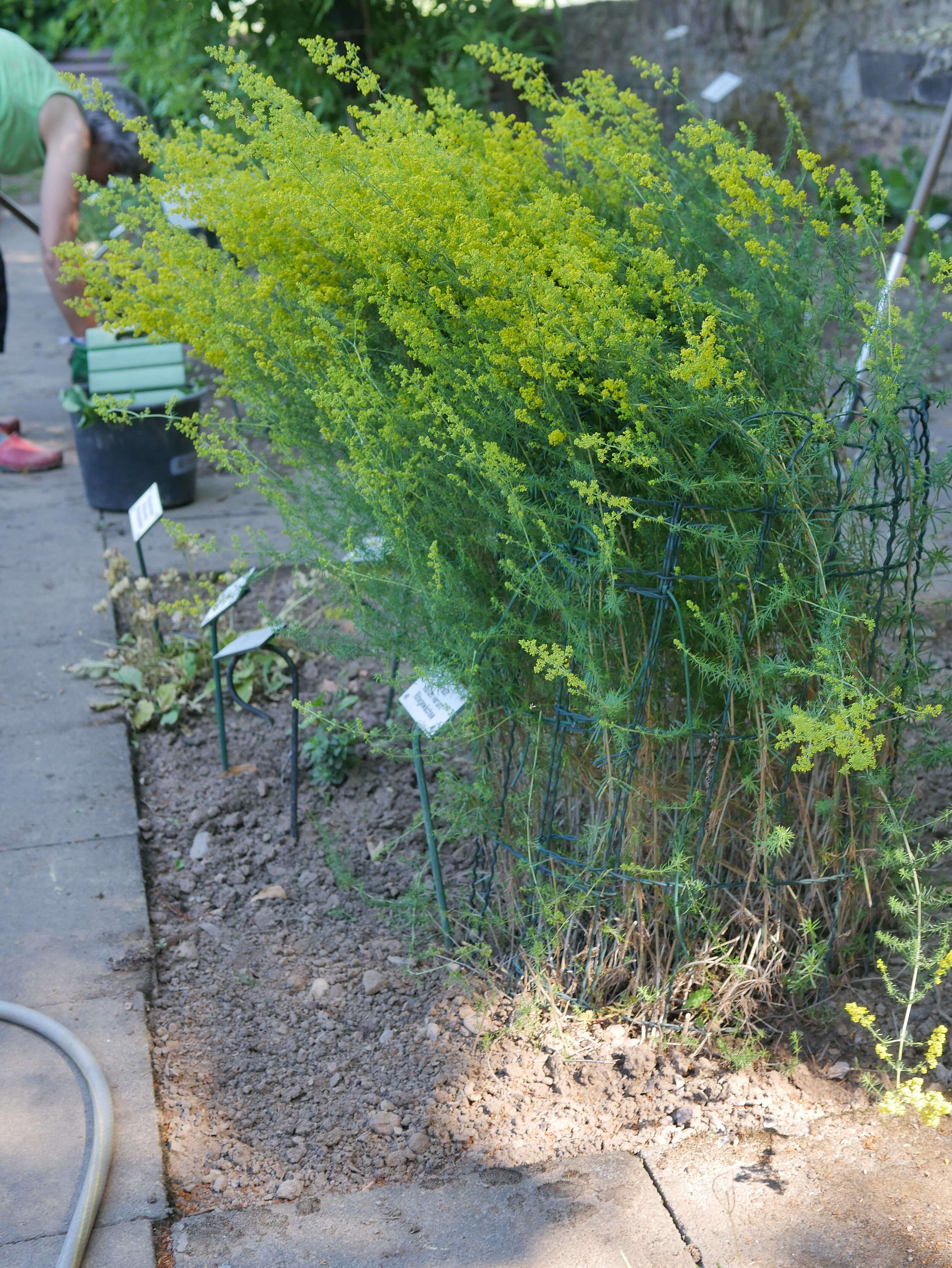 Image of Lady's Bedstraw