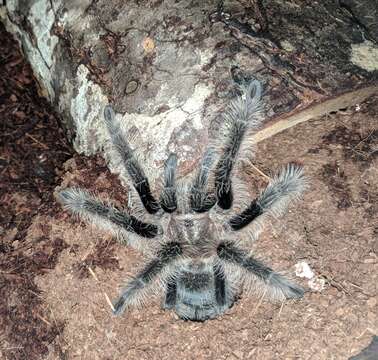 Image of Curlyhair tarantula