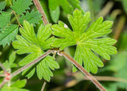 Image of hedgerow geranium