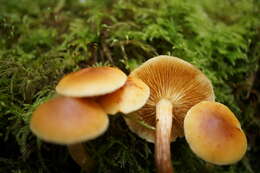 Image of Gymnopilus