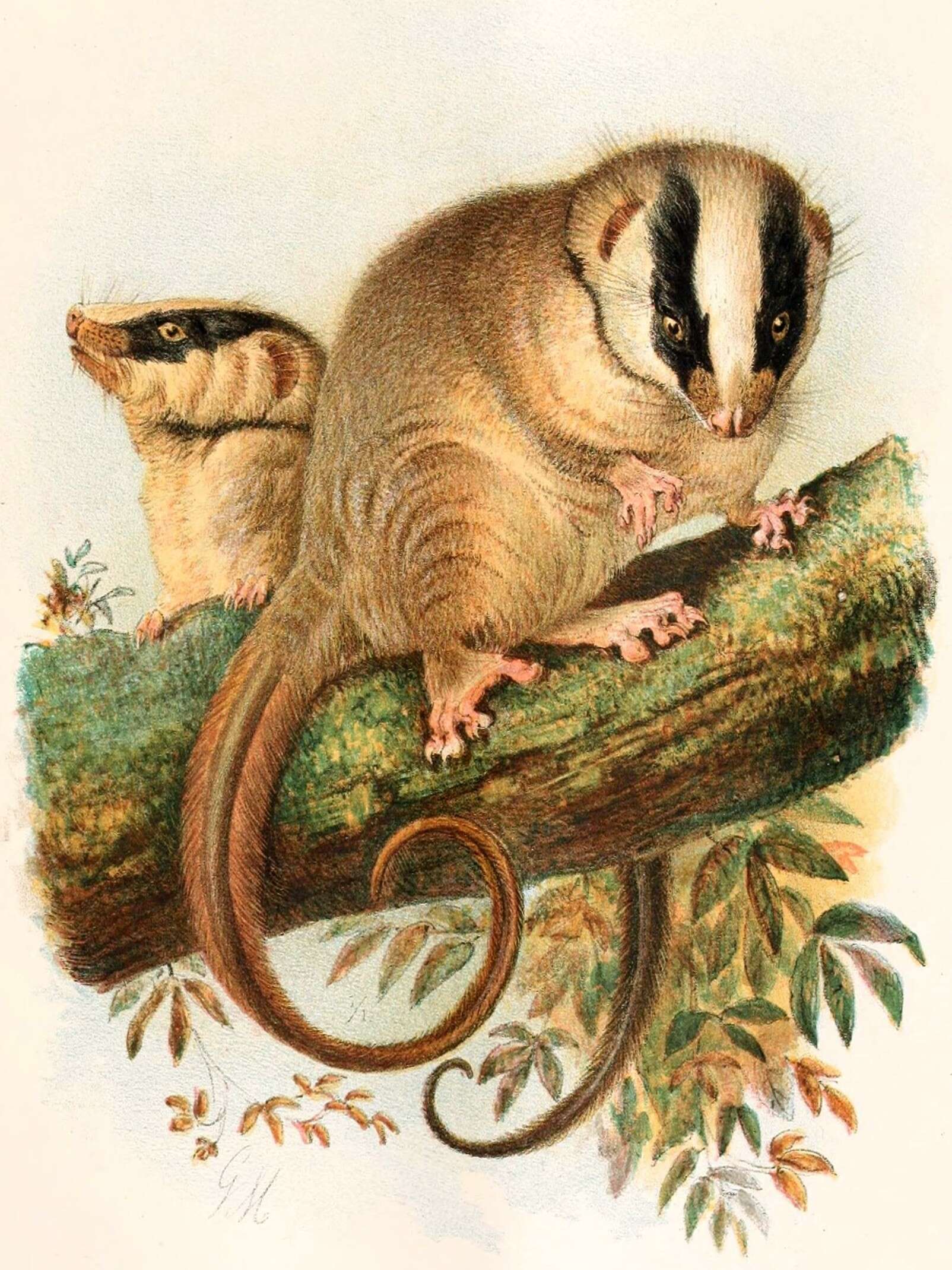 Image of Feather-tailed Possum