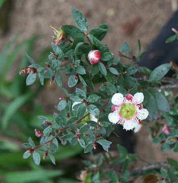 Image of Leptospermum macrocarpum (Maiden & Betche) J. Thompson