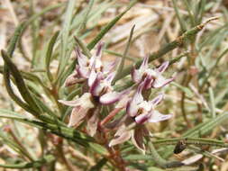 Image of milkweed