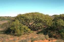 Image of Eucalyptus fruticosa M. I. H. Brooker