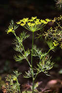 Image of dill