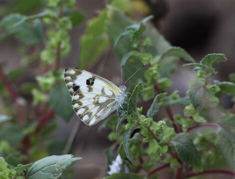 Image of Desert white