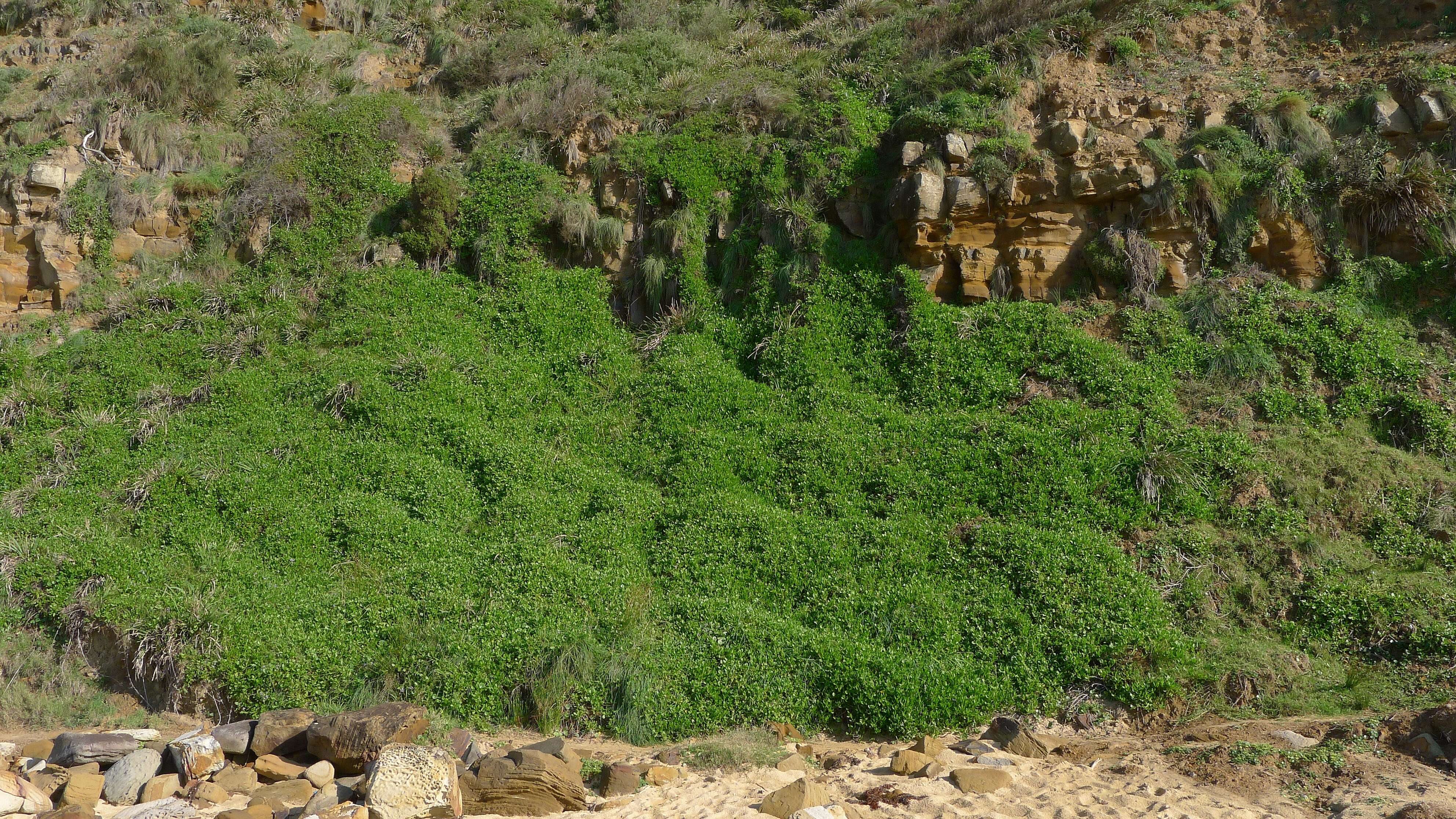 Imagem de Scaevola calendulacea (Kenn.) Druce