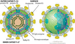 Image of Phi6 Phage group