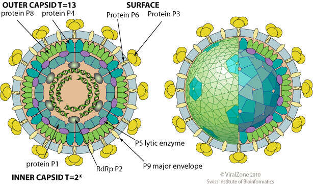 Image of Phi6 Phage group