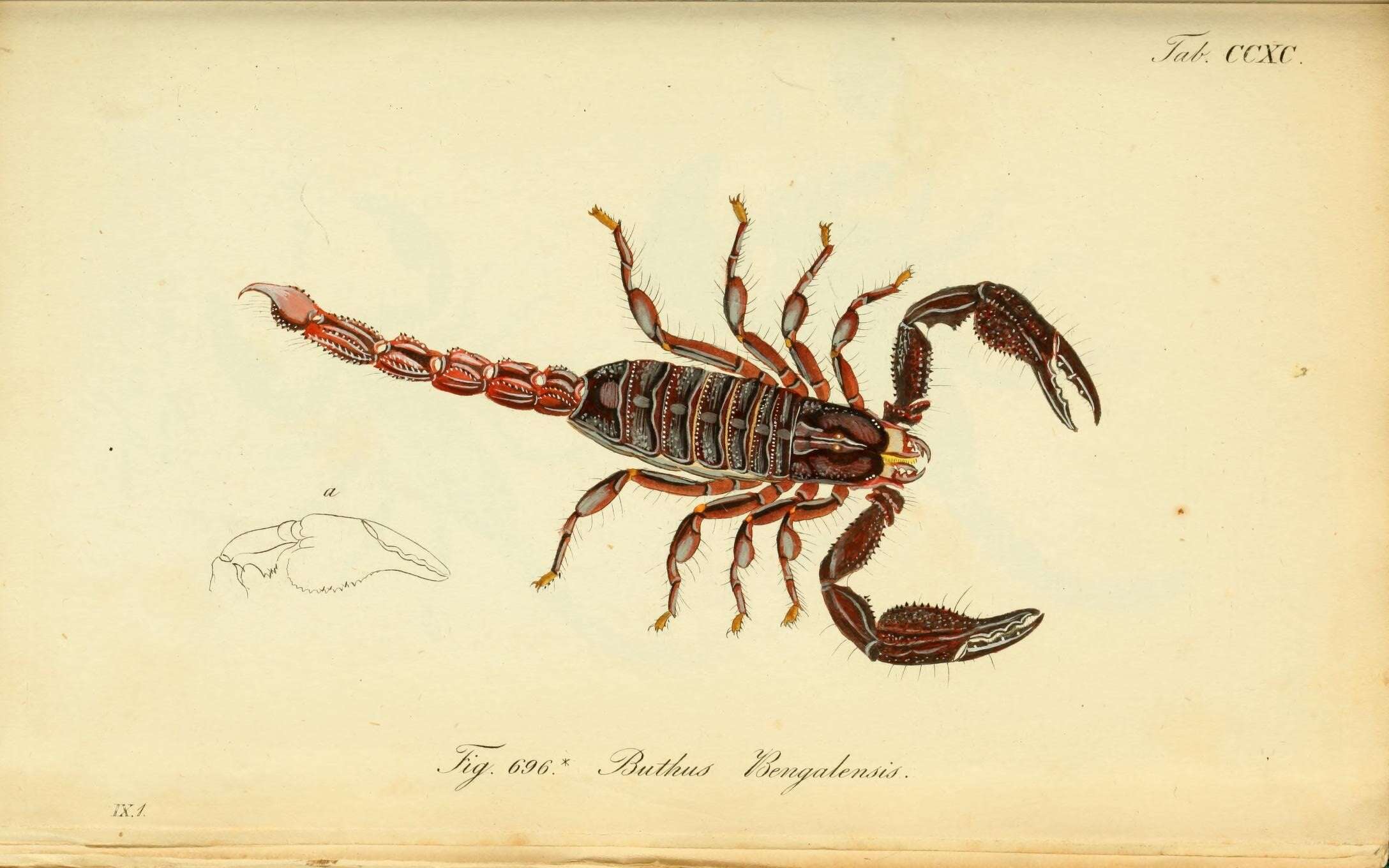 Image of Heterometrus bengalensis (C. L. Koch 1841)