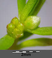 Image of water pygmyweed