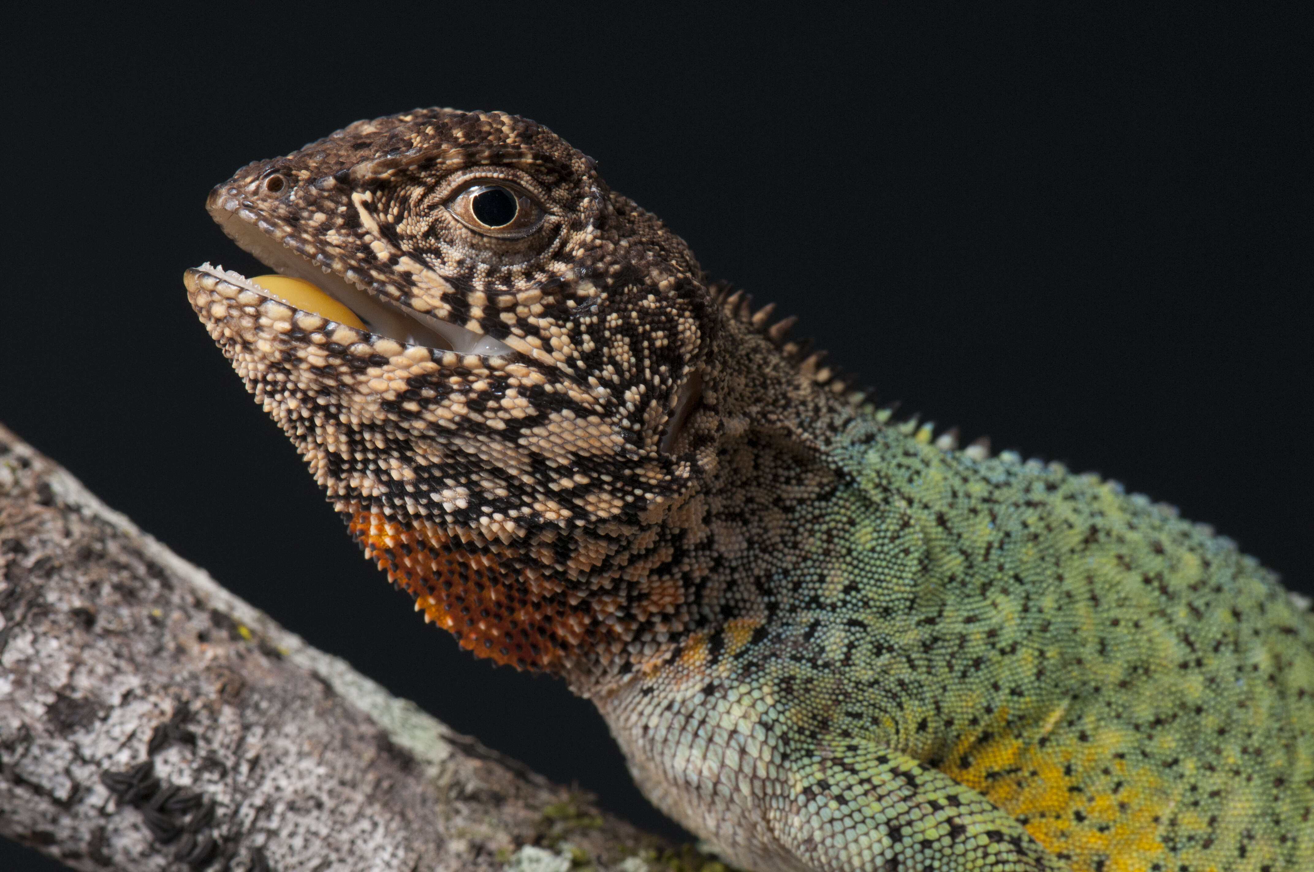 Image of Wied's Fathead Anole