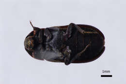 Image of larder beetle