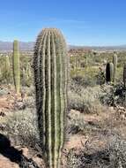 Image of saguaro