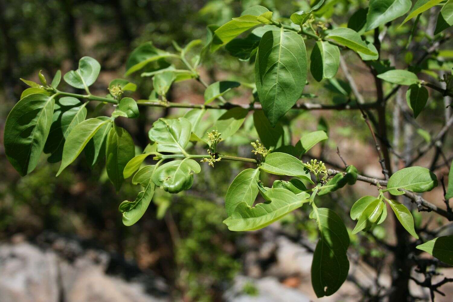 Image of Green-twigs quar