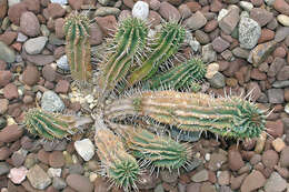 Слика од Euphorbia mammillaris L.